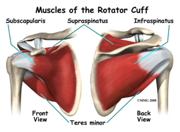 Rotator Cuff - Compensation for Common Shoulder Injuries at Work